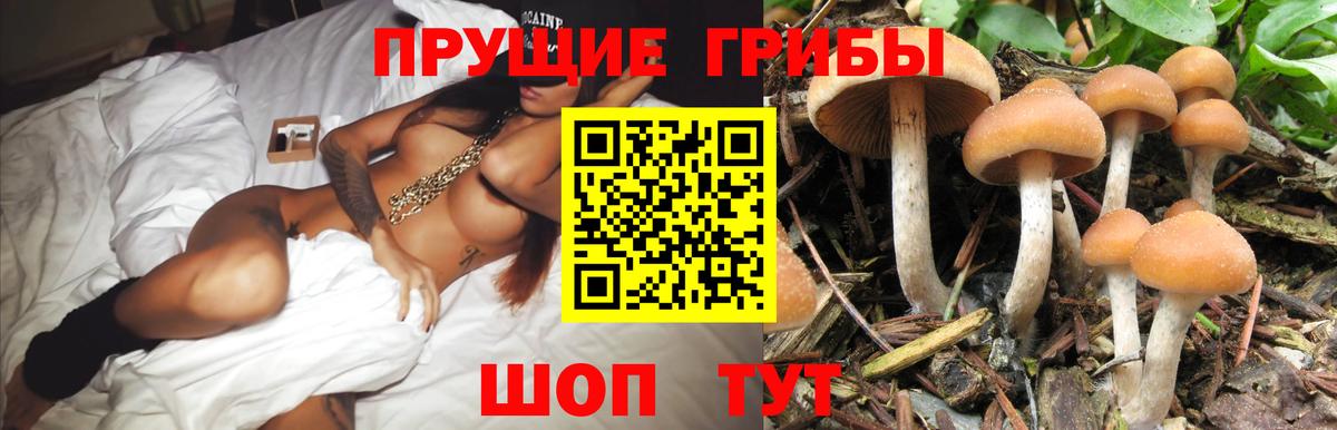 Псилоцибиновые грибы GOLDEN TEACHER Новороссийск
